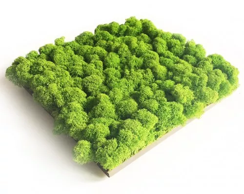 Ga Ga01 Pro 50x50 Ga Ga01 Pro 50x50